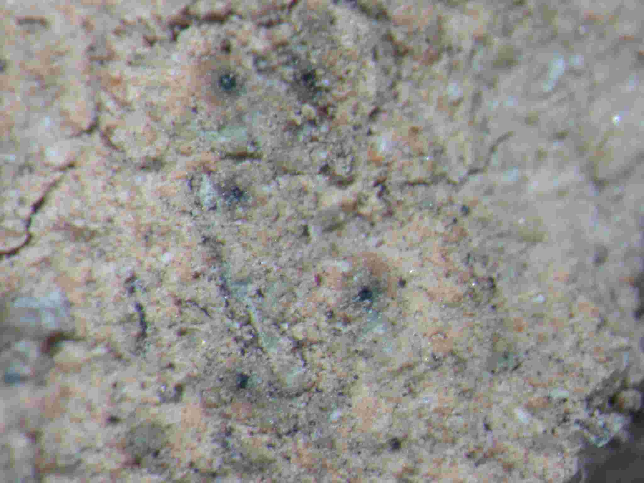 [Thelenella muscorum]